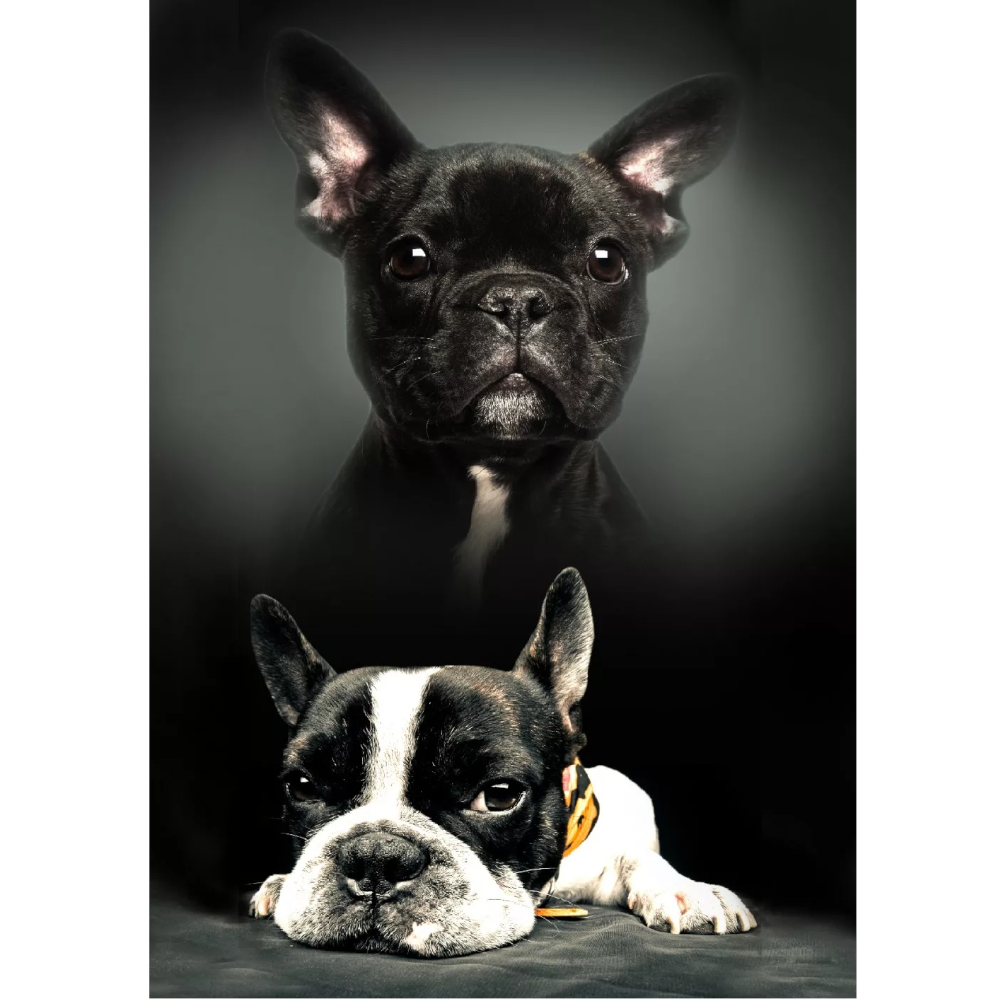 Französische Bulldogge Hund Fleecedecke Kuscheldecke Wohndecke 100x140cm