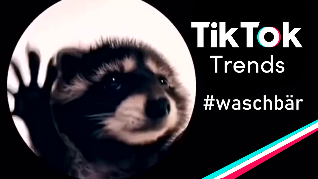 TikTok Tanzender Waschbär Trend April 2024: So machst du mit!